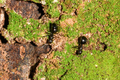 Dolichoderus debilis