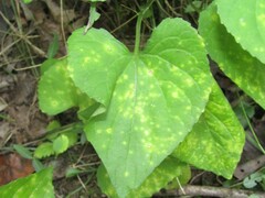 Puccinia violae