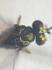 Chrysocharis