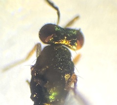 Chrysocharis