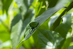 Arcas imperialis