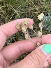 Potentilla bipinnatifida