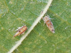 Erasmoneura variabilis