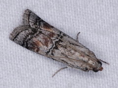 Anadelosemia condigna