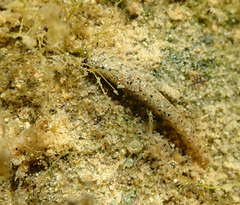 Sericostomatidae