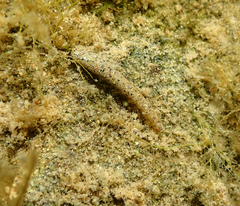 Sericostomatidae