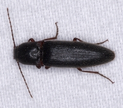 Melanotus longulus