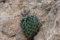 Coryphantha clavata