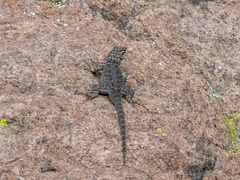 Sceloporus minor