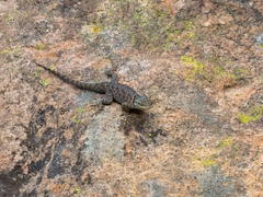 Sceloporus minor