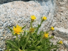 Ericameria discoidea