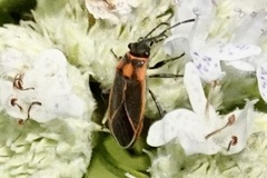 Ochrimnus lineoloides