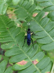 Protichneumon grandis