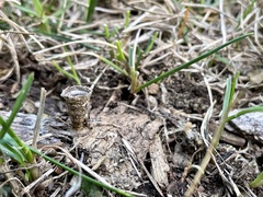 Cyathus olla