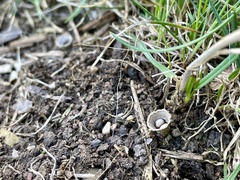 Cyathus olla