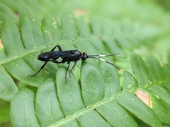 Protichneumon grandis