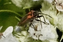 Ochrimnus lineoloides