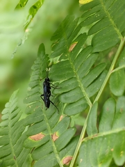 Protichneumon grandis
