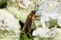 Ochrimnus lineoloides