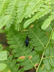 Protichneumon grandis