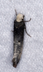 Tinea occidentella