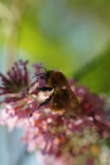 Bombus