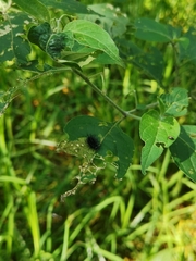 Epilachna mexicana