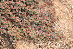 Euphorbia ferdinandi ferdinandi
