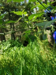 Epilachna mexicana