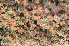 Euphorbia ferdinandi ferdinandi