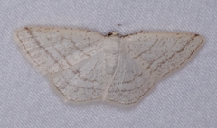 Protitame subalbaria