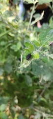Epilachna mexicana