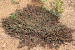 Euphorbia ferdinandi ferdinandi