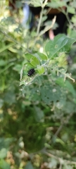 Epilachna mexicana
