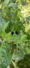 Epilachna mexicana