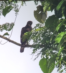 Nisaetus philippensis