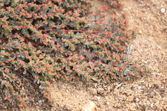Euphorbia ferdinandi ferdinandi