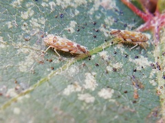 Erasmoneura variabilis