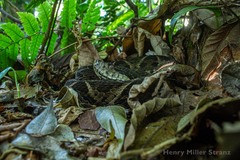 Bothrops jararacussu