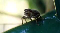Issus coleoptratus