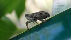 Issus coleoptratus