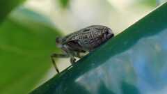 Issus coleoptratus