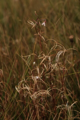 Epilobium oregonense
