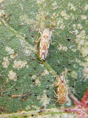 Erasmoneura variabilis