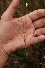 Epilobium oregonense