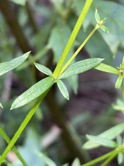 Galium binifolium