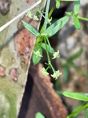 Galium binifolium