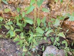Chenopodium nutans nutans