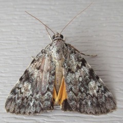 Catocala lineella