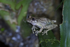 Scinax littoralis